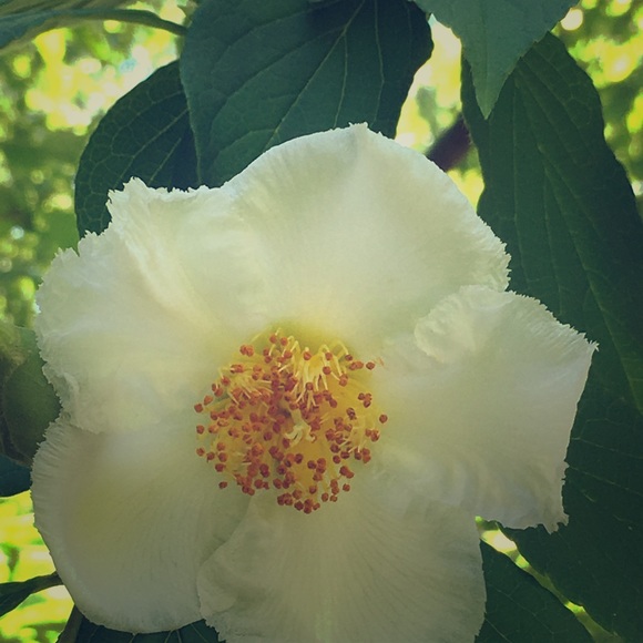 Meet your Posher, Melissa - Picture 2 of 8